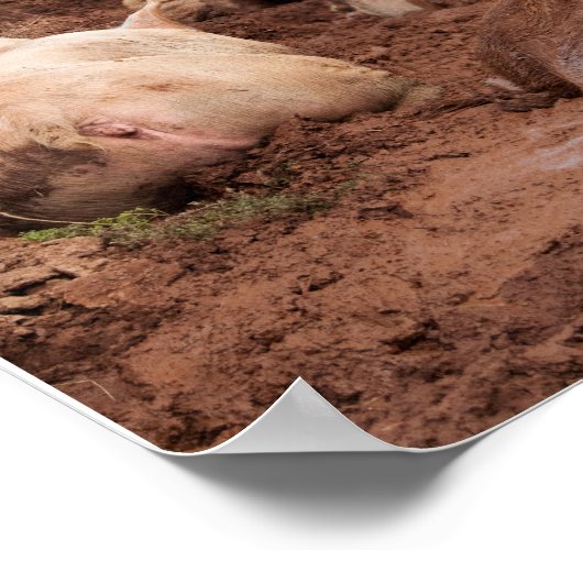 Lazy Pigs in Mud Poster (Ecke)