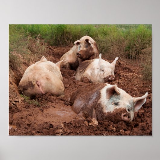 Lazy Pigs in Mud Poster (Vorne)
