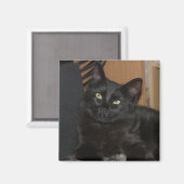 Lazy Ranger Cat Magnet (Vorderseite/Rückseite)