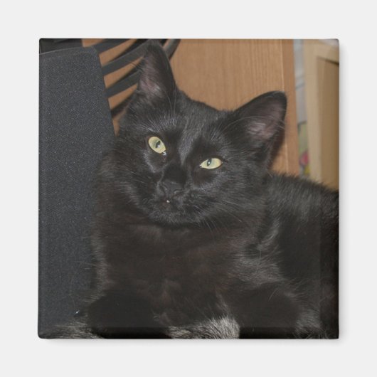 Lazy Ranger Cat Magnet (Vorne)