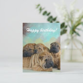 Lazy shar pei Glückwunsch Geburtstag Karte! Postkarte (Stehend Vorderseite)