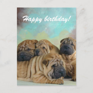Lazy shar pei Glückwunsch Geburtstag Karte! Postkarte