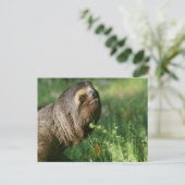 Lazy Sloth Postcard Postkarte (Stehend Vorderseite)