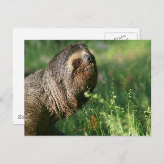 Lazy Sloth Postcard Postkarte (Vorne/Hinten)