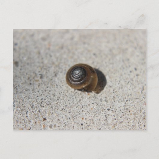 Lazy Snail Postkarte (Vorderseite)