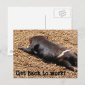 Lazy Tassie Devil Postkarte (Vorne/Hinten)