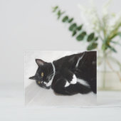 Lazy tuxedo cat Postkarte (Stehend Vorderseite)