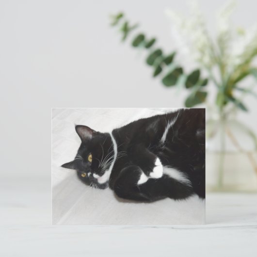 Lazy tuxedo cat Postkarte (Stehend Vorderseite)