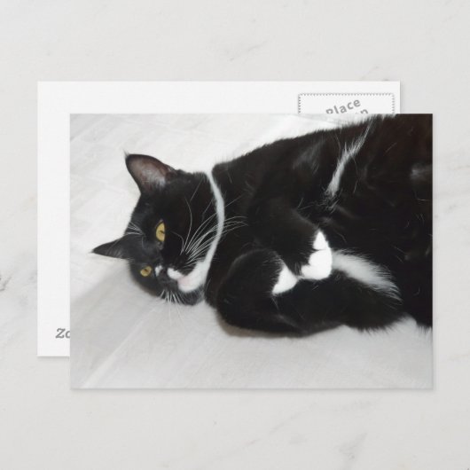 Lazy tuxedo cat Postkarte (Vorne/Hinten)