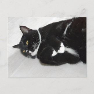 Lazy tuxedo cat Postkarte