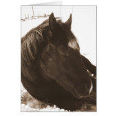 Lazy Winter Day (Vorne)