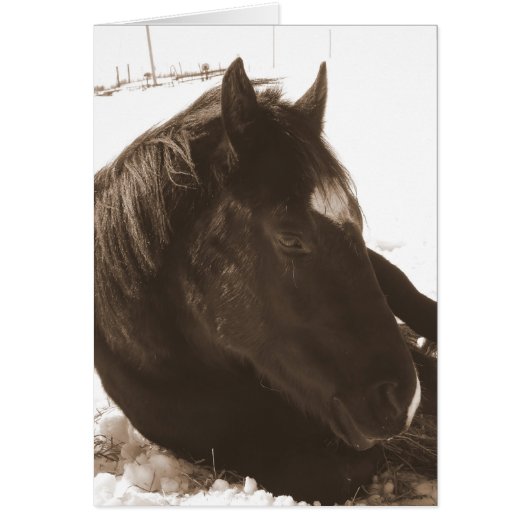 Lazy Winter Day (Vorne)