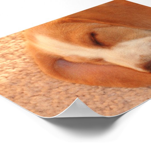 lazzi Kizzi Poster (Ecke)