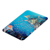 ldp SANTA CATALINA Island - Kalifornien - Hafen Magnet (Linke Seite)