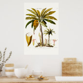 Le Bananier Tropical Banana Tree Amerique Poster (Küche)