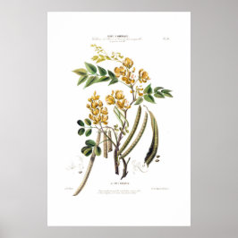 Le Café Nouveau Yellow Floral Botanical America Poster