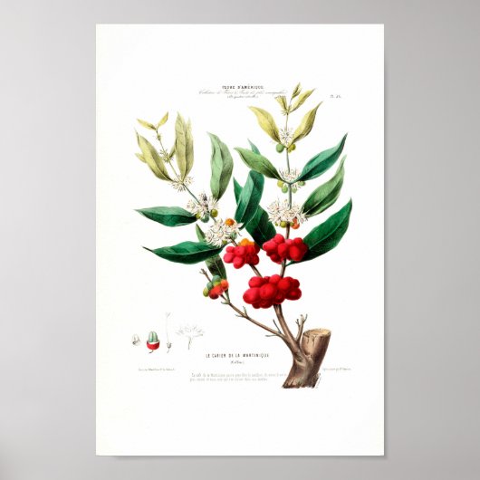 Le Cafier Martinique Red Berries White Petals Poster (Vorne)