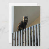 Le Chat (Vorne/Hinten)