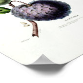 Le Cheremolia Tropical Fruit Pflanze Amerique Bota Poster (Ecke)