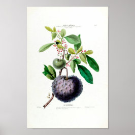 Le Cheremolia Tropical Fruit Pflanze Amerique Bota Poster
