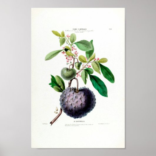 Le Cheremolia Tropical Fruit Pflanze Amerique Bota Poster (Vorne)