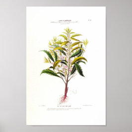 Le Des Antilles Vintager botanischer Flore D Amer Poster