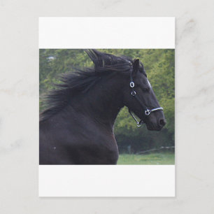 LE FRISON LA PERLE NOIRE POSTKARTE
