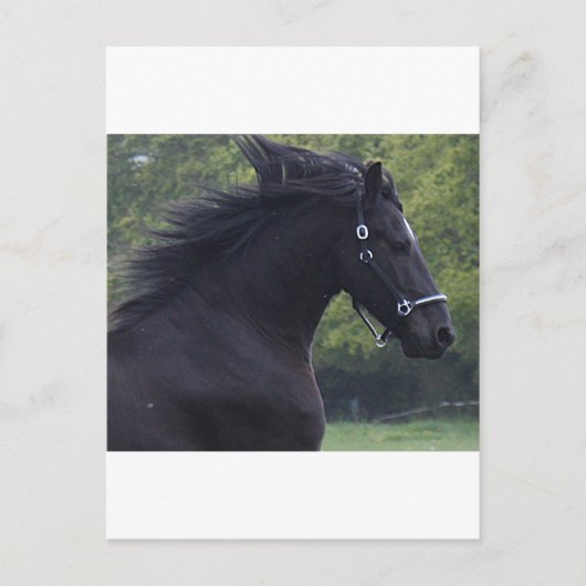 LE FRISON LA PERLE NOIRE POSTKARTE (Vorderseite)