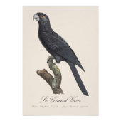 Le Grand Vaza / Greater Vasa Parrot Fotodruck (Vorne)