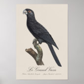 Le Grand Vaza / Greater Vasa Parrot Poster (Vorne)
