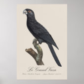 Le Grand Vaza / Greater Vasa Parrot Poster (Vorne)