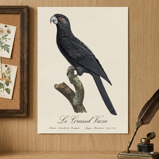 Le Grand Vaza / Greater Vasa Parrot Poster