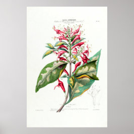 Le Jalap Botanical Amerique Floral Poster