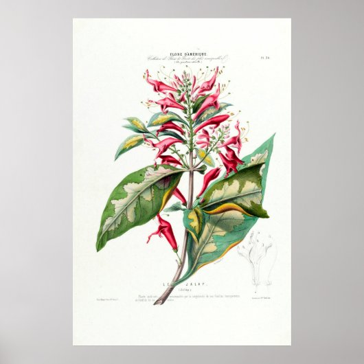 Le Jalap Botanical Amerique Floral Poster (Vorne)