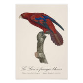 Le Lori a franges bleues Fotodruck (Vorne)