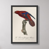 Le Lori a franges bleues Fotodruck