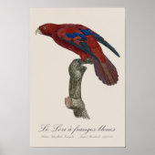 Le Lori a franges bleues Poster (Vorne)