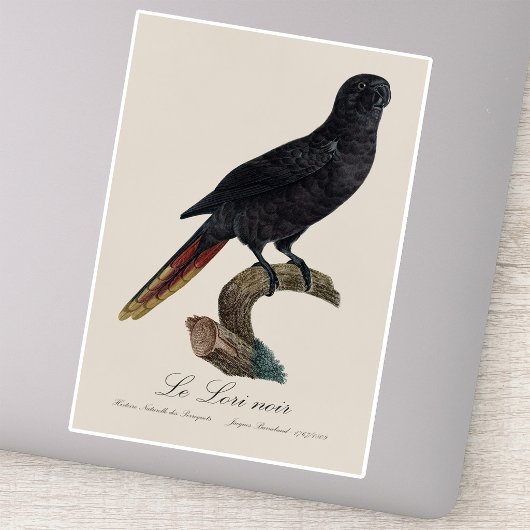 Le Lori noir / Black Lory Aufkleber