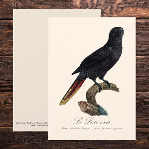 Le Lori noir / Black Lory Dankeskarte