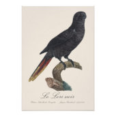 Le Lori noir / Black Lory Fotodruck (Vorne)