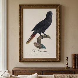 Le Lori noir / Black Lory Fotodruck