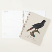 Le Lori noir / Black Lory Planer (Anzeige)