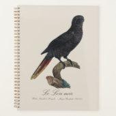 Le Lori noir / Black Lory Planer (Vorderseite)