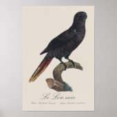 Le Lori noir / Black Lory Poster (Vorne)