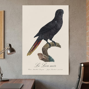 Le Lori noir / Black Lory Poster