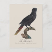 Le Lori noir / Black Lory Postkarte (Vorderseite)