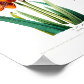 Le Lys Caraibe Amarillus Equestris Vintag American Poster (Ecke)