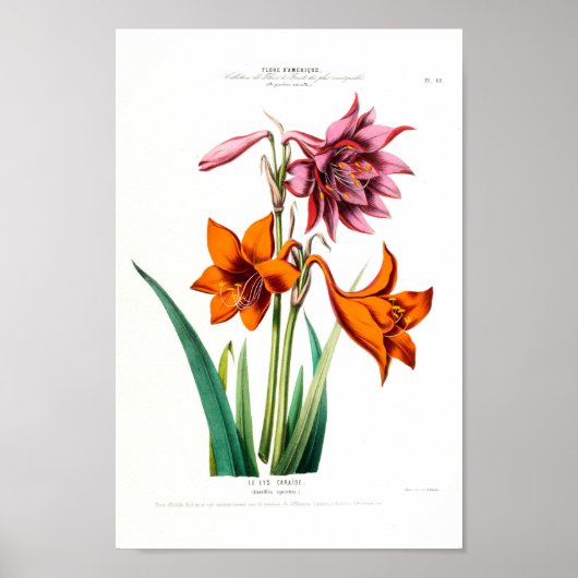 Le Lys Caraibe Amarillus Equestris Vintag American Poster (Vorne)