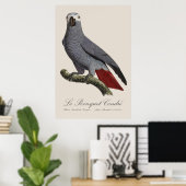 Le Perroquet Cendre - Illustration aus dem 19. Jah Poster (Heimbüro)