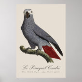 Le Perroquet Cendre - Illustration aus dem 19. Jah Poster (Vorne)